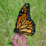 Butterfly Jigsaw