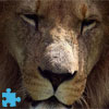 Animals Jigsaw: #1 Lion