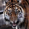 Closeup Tiger