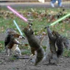 Fighting Squirrels