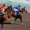 horse racing II