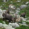 Jigsaw: Alpine Ibex