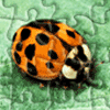 Jigsaw Puzzle Lady Bug