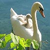 Swan mother and puppy puzzle