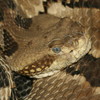 Timber Rattlesnake Jigsaw